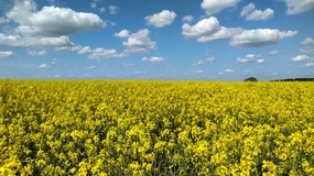 蓝天白云黄色油菜花海风景摄影图片